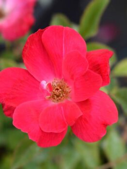 Close-up of a vibrant red Rose 'Knockout®' Bush Form, with green leaves in the background. The petals are wide open, revealing the stamen at the center.