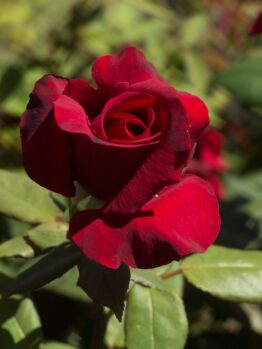 A close-up of a single red rose 'Atomic Blonde' Bush Form (Copy) in full bloom, standing out vividly against the green leaves of the bush in the background.