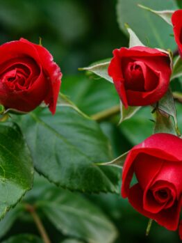 Three red rose buds, known as Rose 'Veterans Honour®' Bush Form (Copy), bloom elegantly amidst green leaves on a thriving bush form.