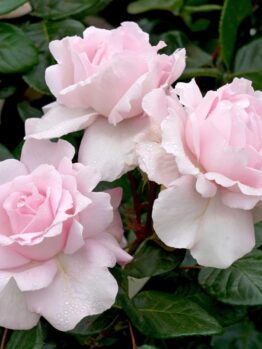 Three pale pink roses in full bloom, known as the Rose 'Father of Peace' Bush Form (Copy), with dewdrops on their petals, surrounded by dark green leaves.