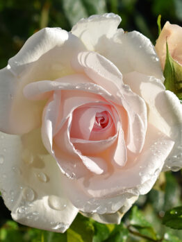 Rose 'Francis Meilland' (Father of Peace)