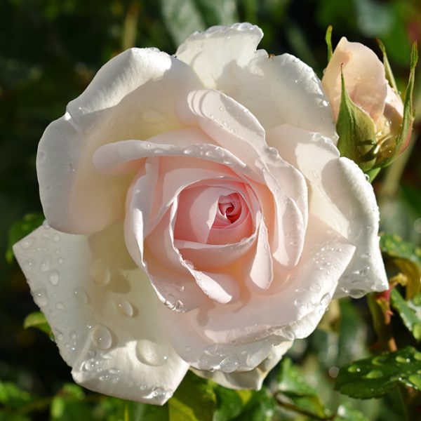 Rose 'Francis Meilland' (Father of Peace) 3ft Standard