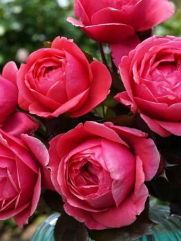 A close-up photograph of a Rose 'No Surrender' Bush Form (Copy) in full bloom, set against a blurred green background.
