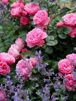 A garden with blooming pink roses and purple lavender, showcasing vibrant colors and lush green foliage, features a Rose 'Sweet Memory' Bush Form (Copy) for an added touch of elegance.