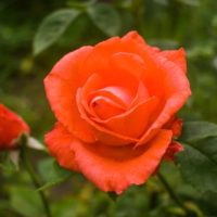 A vibrant Rose 'Summer Song' Bush Form (Copy) rose in full bloom with green leaves and a smaller, partially open bud in the background, showcasing the beauty of this bush form.