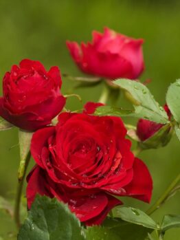 Three Rose 'Veterans Honour®' Bush Form (Copy) red roses with dew drops on their petals and green leaves in the background.