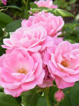 Close-up of a cluster of pink roses, known as Rose 'First Crush' Bush Form (Copy), with lush green leaves in the background.