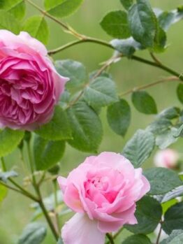 Pink roses in bloom on a green, leafy shrub take center stage like Rose 'The Anicent Mariner' Bush Form, with their beauty echoing through the bush form against a blurred background.
