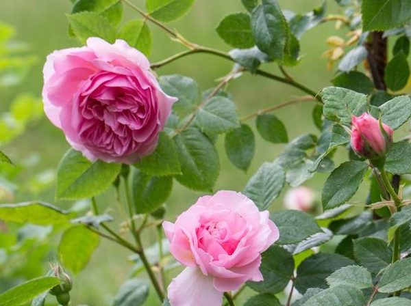 Pink roses in bloom on a green, leafy shrub take center stage like Rose 'The Anicent Mariner' Bush Form, with their beauty echoing through the bush form against a blurred background.