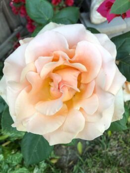 Close-up of a blooming, peach-colored Rose 'Fairytale Magic' Bush Form (Copy) with soft, ruffled petals that seem to hold a touch of fairytale magic, surrounded by green leaves and more flowers in the background.