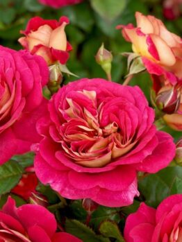 rose no surrender roses multicoloured blooms of hot pink - red and creamy yellow gold insides
