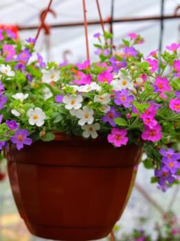 A hanging basket featuring a terracotta pot is filled with a mixed array of vibrant purple, pink, and white flowers, including delicate Bacopa 'Mixed' (Hanging Basket) blooms, creating a stunning display in the greenhouse setting.