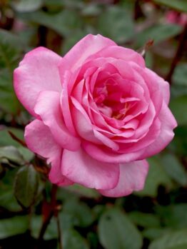 Close-up of a Rose 'Princess Alexandra of Kent' Bush Form (Copy) in full bloom, surrounded by green leaves and other roses in the background.