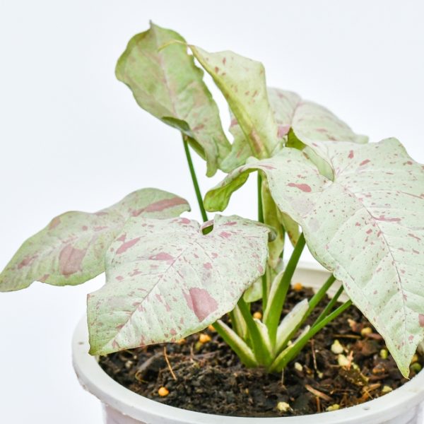 Syngonium 'Neon' 5" Pot with large, white and green speckled leaves against a white background.