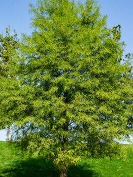 Lush green tree standing tall against a clear blue sky on a sunny day, with dense, vibrant foliage spanning its branches.