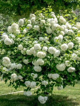 A round bush covered with white flowers stands in a park with green grass and trees, with buildings and a blue dome visible in the background.