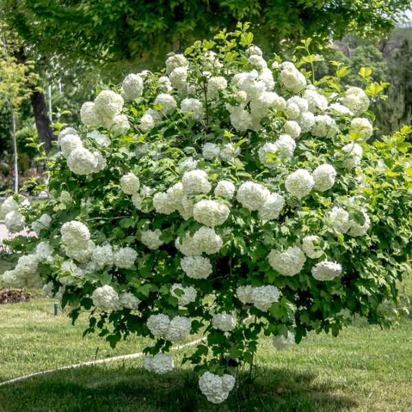A round bush covered with white flowers stands in a park with green grass and trees, with buildings and a blue dome visible in the background.