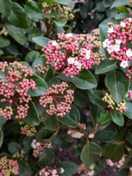 VIBURNUM TINUS ANVI HEDGING SCREENING PLANT WITH GREEN FOLIAGE AND LARGE WHITE FLOWER HEADS
