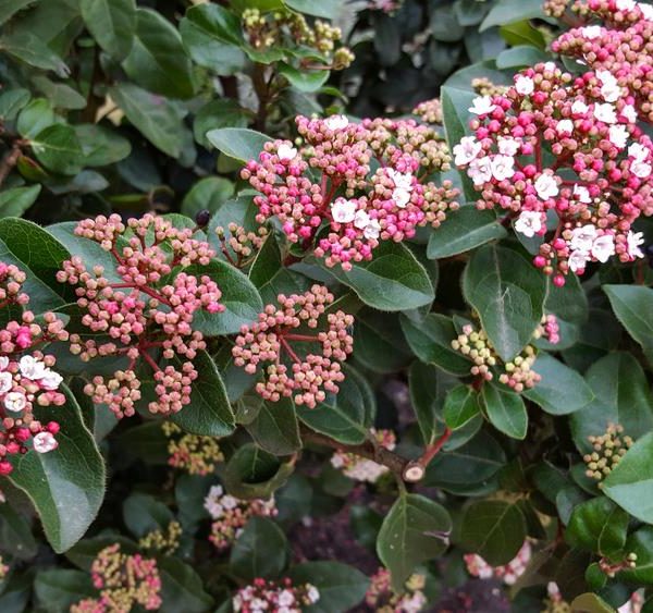 VIBURNUM TINUS ANVI HEDGING SCREENING PLANT WITH GREEN FOLIAGE AND LARGE WHITE FLOWER HEADS