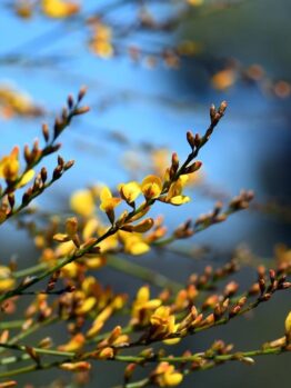 Viminaria 'Native Broom' 6" Pot flowers blooming on thin branches against a blurred blue and green background.