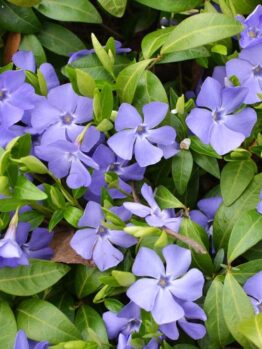 Cluster of Vinca 'Dart's Blue' Periwinkle 6" Pot flowers with purple blooms and green leaves.