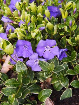 A cluster of small, purple flowers with green, variegated leaves grows from a garden bed in a 6" pot of Vinca 'Elizabeth Cran' Periwinkle 6" Pot (Copy).