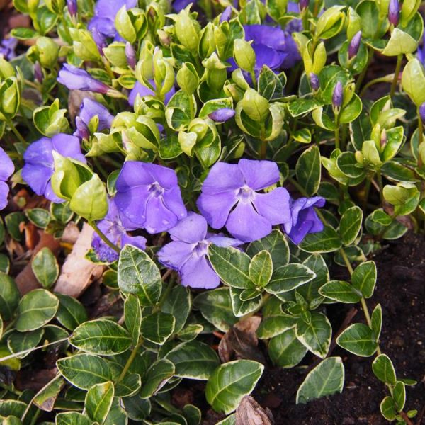 A cluster of small, purple flowers with green, variegated leaves grows from a garden bed in a 6" pot of Vinca 'Elizabeth Cran' Periwinkle 6" Pot (Copy).