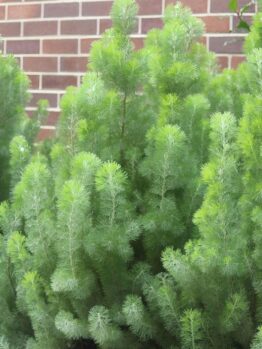 A dense cluster of feathery, bright green Adenanthos 'Woolly Bush' (Copy) is growing in front of a brick wall.