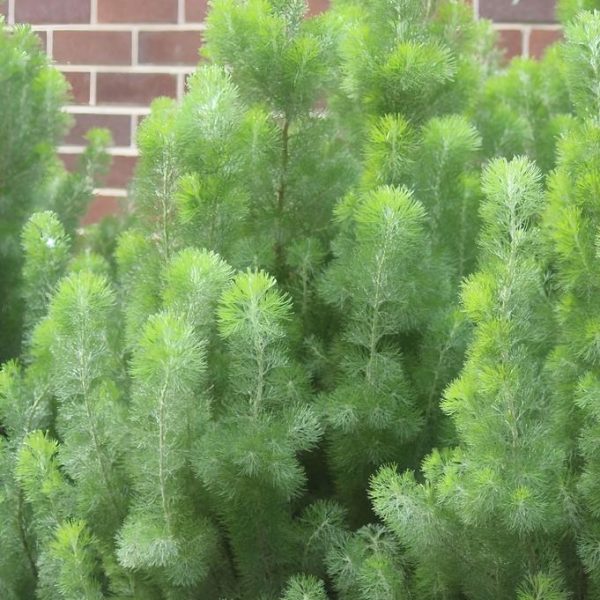 A dense cluster of feathery, bright green Adenanthos 'Woolly Bush' (Copy) is growing in front of a brick wall.