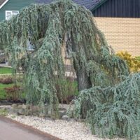 A Cupressus 'Blue Cascade' 12" Pot with drooping branches in a residential garden, featuring a gravel bed and trimmed lawn. cedrus atlantica