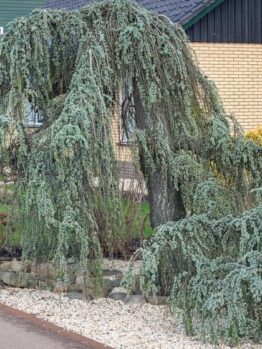 A Cupressus 'Blue Cascade' 12" Pot with drooping branches in a residential garden, featuring a gravel bed and trimmed lawn. cedrus atlantica