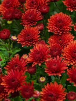 A cluster of vibrant Chrysanthemum 'Double Pink' in full bloom, surrounded by green foliage in a 6" pot. Some flowers are fully open while others are still in bud form, creating a stunning contrast.