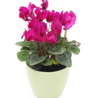 A vibrant magenta Cyclamen 'Halios® Magenta' plant with heart-shaped leaves, potted in a 6" light green container, isolated on a white background.