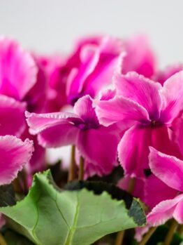 Cyclamen 'Ruffle Mix' 8" Pot features a cluster of vibrant pink flowers with ruffled petals and lush green leaves, shown against a plain light background.