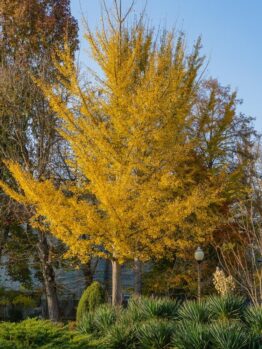 A tall Ginkgo 'Blagon Fanfare' 10" Pot with bright yellow leaves stands in a garden with various green plants and shrubs. A lamppost is visible to the right of the tree. Other trees with some autumn leaves are in the background, creating a picturesque scene akin to Blagon Fanfare.
