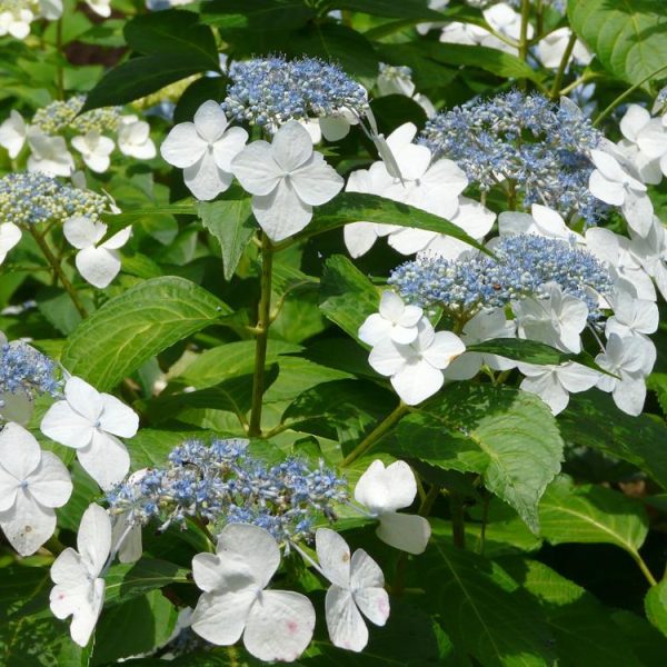 Hydrangea 'Lilibet' 8" Pot with clusters of small blue flowers surrounded by larger white petals, set against green leaves in sunlight.
