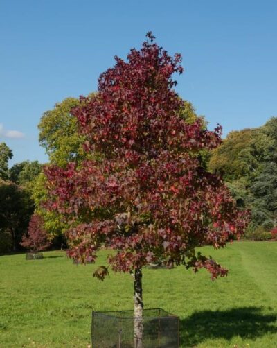 A solitary tree with red and green leaves stands in a grassy field under a clear blue sky, surrounded by a protective wire fence.
