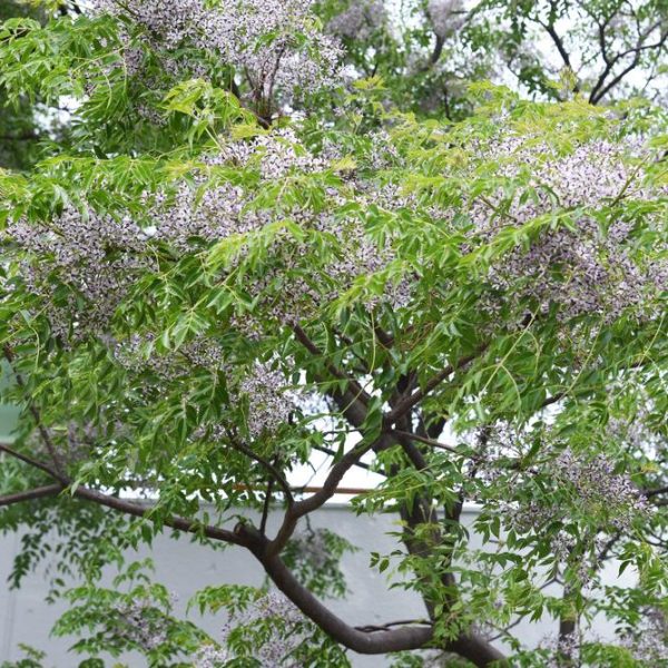 Tree with clusters of small purple flowers and abundant green leaves in front of a white wall. melia azedarach lilac lady pbr chinaberry tree