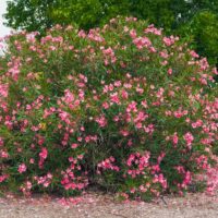 Large bush with numerous pink flowers in a natural setting, surrounded by dirt and a few scattered plants, with trees visible in the background.