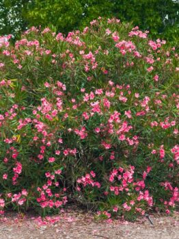 Large bush with numerous pink flowers in a natural setting, surrounded by dirt and a few scattered plants, with trees visible in the background.