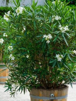 Two large potted oleander plants with white flowers are placed on a stone-paved area. The plants are in wooden barrels, and a green hedge is visible in the background.