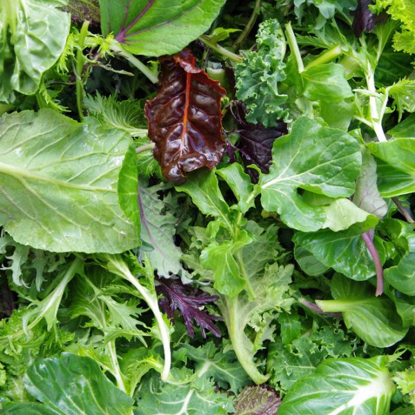 A variety of fresh leafy greens, including spinach, kale, and lettuce, are piled together in a delightful Parrot Salad 4" Pot display, showcasing different shapes and shades of green.