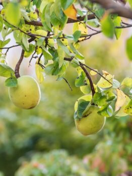 Two green apples hanging from a tree branch, surrounded by green leaves and a Pseudocydonia 'Chinese Quince' 10" Pot in a nearby 10" pot. The background is blurred with more foliage visible.