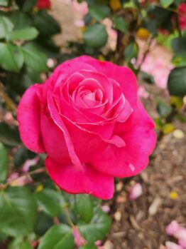 A vibrant pink rose in full bloom, part of a stunning Rose 'Veterans Honour®' Bush Form (Copy), surrounded by green leaves and scattered pink petals on the ground.