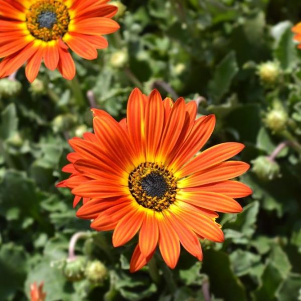 Close-up of vibrant orange daisy-like Arctotis 'Blood Red' 6" Pot (Copy) flowers with dark centers, surrounded by green leaves in a decorative pot.