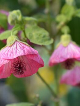 Close-up of pink Abutilon flowers with green leaves in the background. The flowers have a bell-like shape and dark centers.