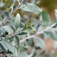 Close-up of a eucalyptus plant branch with elongated, sterling silver-green leaves and small buds, nestled in an Acacia 'Sterling Silver' 6" Pot.