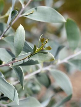 Close-up of a eucalyptus plant branch with elongated, sterling silver-green leaves and small buds, nestled in an Acacia 'Sterling Silver' 6" Pot.