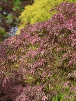 A tree with bright pinkish-red foliage stands in the foreground, with other trees and greenery in the blurred background.