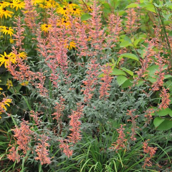 A cluster of Agastache with pink-flowered plants and long stems is surrounded by green foliage and yellow flowers in a garden setting, perfect for adding to your Agastache 'Party Peach' 6" Pot (Copy)-themed floral arrangement.